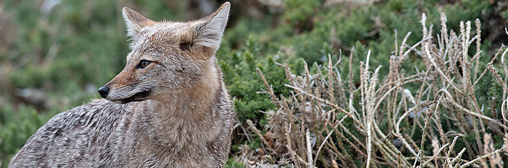 PATAGONIAN FOX (Argentine Grey Fox) Lycalopex griseus (introduced)